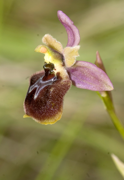 Ibrido Op pseudoatrata x op tenthredinifera